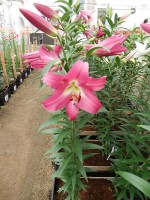 [5186 Competition VWS No02.JPG]